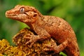 Gargoyle gecko Royalty Free Stock Photo