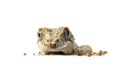 Gargoyle Gecko Royalty Free Stock Photo