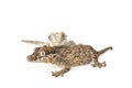 Gargoyle Gecko Royalty Free Stock Photo