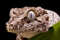 Gargoyle Gecko Royalty Free Stock Photo