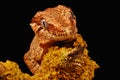 Gargoyle gecko on lichen Royalty Free Stock Photo