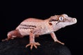 Gargoyle gecko Rhacodactylus auriculatus Royalty Free Stock Photo