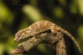 Gargoyle Gecko (Rhacodactylus auriculatus) in profile Royalty Free Stock Photo