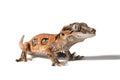 Gargoyle gecko with an unusual pattern