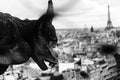 gargoyle the mythical winged monster on the cathedral of Notre D