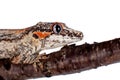 The gargoyle, New Caledonian bumpy gecko on white