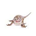 The gargoyle, New Caledonian bumpy gecko on white