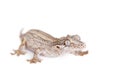 The gargoyle, New Caledonian bumpy gecko on white