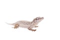 The gargoyle, New Caledonian bumpy gecko on white