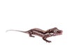 The gargoyle, New Caledonian bumpy gecko on white