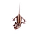 The gargoyle, New Caledonian bumpy gecko on white