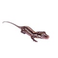 The gargoyle, New Caledonian bumpy gecko on white