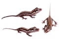 The gargoyle, New Caledonian bumpy gecko on white