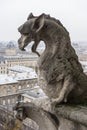 Gargoyle Of Notre Dame Cathedral