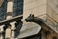 Gargoyle of the Notre-Dame-de-l\'Annonciation cathedral in oulins Royalty Free Stock Photo