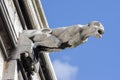 Gargoyle in  the Sacre Coeur Basilica in Paris, France Royalty Free Stock Photo