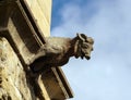 Gargoyle sculture on medieval cathedral. Mirepoix.