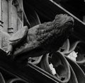 Gargoyle with the shape of a lion