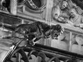 Gargoyle Statue - St. Vitus Cathedral, Prague Castle Royalty Free Stock Photo