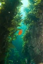 Garibaldi at Bird Rock Catalina Island Royalty Free Stock Photo