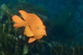 Garibaldi fish at Catalina Island