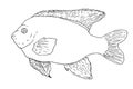 Garibaldi fish sketch. black contour isolated element of marine protected fish for design template. a set of sketches of fish