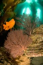 Garibaldi fish and underwater reef