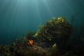 Garibaldi in Kelp Background Royalty Free Stock Photo