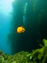 Garibaldi swimming out of the Kelp in Catalina