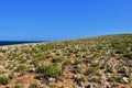 Garigue vegetation with succulent plants on a karst limestone landscape along the Maltese coastline Royalty Free Stock Photo