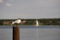 Garish black-headed gull Royalty Free Stock Photo