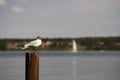 Garish black-headed gull