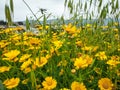 Garland chrysanthemum daisy yellow blooming flowers. Bright landscape background. Grass wildflower nature field in