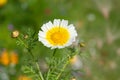 Garland chrysanthemum glebionis coronaria flower