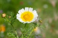 Garland chrysanthemum glebionis coronaria flower