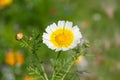 Garland chrysanthemum glebionis coronaria flower