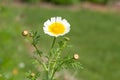 Garland chrysanthemum glebionis coronaria flower