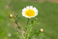 Garland chrysanthemum glebionis coronaria flower