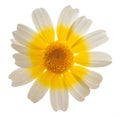 Garland chrysanthemum Glebionis coronaria
