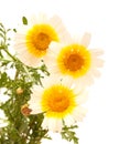 Garland chrysanthemum isolated on white