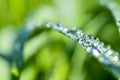 Garland drops of morning dew in the spring close up at dawn. Fabulous bokeh. The shallow depth of field Royalty Free Stock Photo