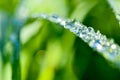 Garland drops of morning dew in the spring close up at dawn. Fabulous bokeh. The shallow depth of field Royalty Free Stock Photo