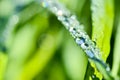 Garland drops of morning dew in the spring close up at dawn. Fabulous bokeh. The shallow depth of field Royalty Free Stock Photo