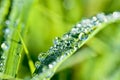 Garland drops of morning dew in the spring close up at dawn. Fabulous bokeh. The shallow depth of field Royalty Free Stock Photo