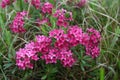 Garland flower or rose daphne (Daphne cneorum) flowering shrub in a natural habitat