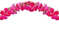 Garland of pink roses Royalty Free Stock Photo