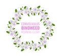 Garland with pink and white bindweed flowers. Wedding element for design wreath morning-glory. convolvulus blossom pattern