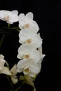 Garland of white orchids against a black background Royalty Free Stock Photo