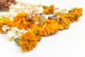 Dried marigold on a white background.