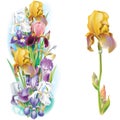 Garlands of Iris flowers Royalty Free Stock Photo